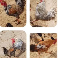 تخم مرغ نطفه دار مرغ خروس فروشی