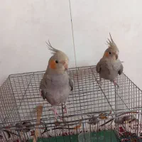 عروس هلندی|پرنده|اسفراین, |دیوار