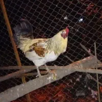 خروس محلی|حیوانات مزرعه|اطاقور, |دیوار