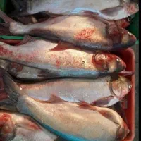 ماهی قزل تازه بدون استخوان ۱۸۰ زنده