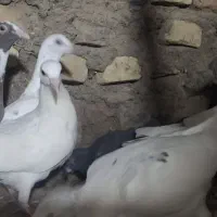 کبوتر|پرنده|سبزوار, قصبه شرقی|دیوار