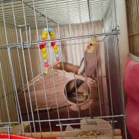 جفت عروس هلندی