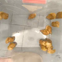 حلزون اچاتینا|خزنده|تهران, حکیمیه|دیوار