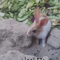 بچه خرگوش ها و یک عدد نر بالغ|موش و خرگوش|برازجان, |دیوار