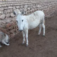 خر‌ گوسفندی