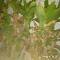 گل اختر|گل و گیاه طبیعی|تهران, جنتآباد شمالی|دیوار