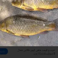 فروش فوری 3000 ماهی کپور