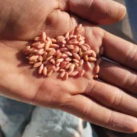 بذر گندم دیم|عمدهفروشی|الیگودرز, |دیوار