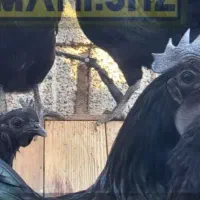 تخم مرغ ایام سمانی|حیوانات مزرعه|شیراز, رحمت‌آباد|دیوار