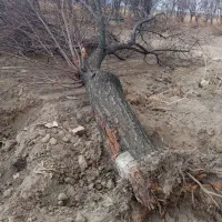 چوب|عمدهفروشی|مهاجران, |دیوار