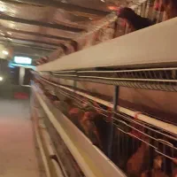 500عدد مرغ ها گل  پایگانی|حیوانات مزرعه|عطاملک, |دیوار