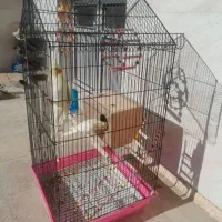 یک جفت عروس‌ هلندی لوتینو