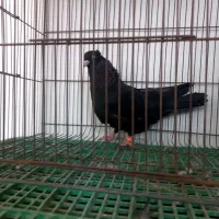 دوکت سوکس|پرنده|اردکان, |دیوار