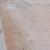 موکت پالاز شکلاتی