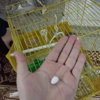 فنچ نرو ماده