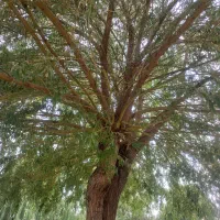 بلیت استخر شاهد گلپایگان