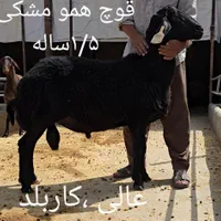 قوچ و بره قوچ همو زیگوت و هترو با برگه آزمایش