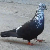 فروش دو کبوتر ناب درجه یک