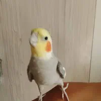 عروس هلندی سخنگو|پرنده|تهران, شهرک طالقانی|دیوار