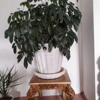 گل شفلر|گل و گیاه طبیعی|بیلوار, |دیوار