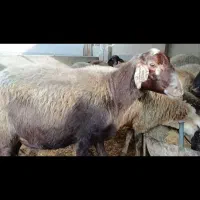 گوسفند افشار ‌. جوان .ابست|حیوانات مزرعه|فاضل آباد, |دیوار