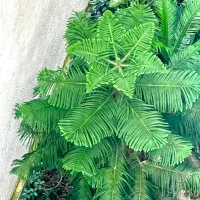 کاج مطبق بزرگ|گل و گیاه طبیعی|لاهیجان, شهرک فرهنگیان|دیوار