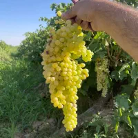 باغ انگور پر بار|فروش زمین و ملک کلنگی|خرمدشت, |دیوار