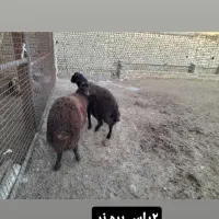 فروش بره نر وماده