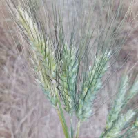 گندم ریژاو۵گونی بوجاری وضدعفونی شده