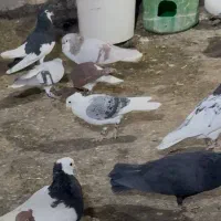 آیدی سرخ گم شده لطفا هر کی گرفته زنگ بزنه|حیوانات|نیشابور, شهرک بهارستان|دیوار