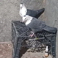 کلاغ کربلایی|پرنده|میان ولایت, |دیوار