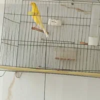 جوجه صلایی رسمی بلند((دراردکان))