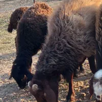 گوسفند وبره|حیوانات مزرعه|رودهن, |دیوار