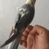عروس هلندی نر سخنگو|پرنده|تهران, عباسی|دیوار