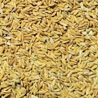 کری چلتوک لنجان عطر بو عالی  بهترین کفیت پرمغز|خوردنی و آشامیدنی|لنجان, |دیوار