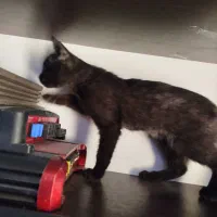 گربه  dsh|گربه|اصفهان, بهارستان (مخابرات)|دیوار