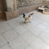 خروس برهماخونگی جوان یک ساله|حیوانات مزرعه|اصفهان, ارداجی|دیوار