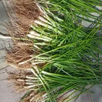 نشا پیاز|خدمات باغبانی و درختکاری|بادرود, |دیوار