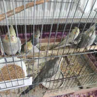 جوجه عروس هلندی