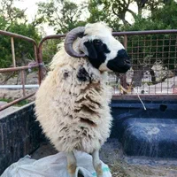 قصاب گوسفند و گاو (سیار)