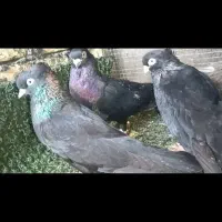 کبوتر .زاغ.طوقی.صرب|پرنده|اسیر, |دیوار