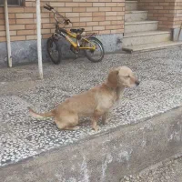 سگ پا کوتاه|سگ|بوئین زهرا, |دیوار