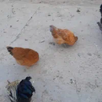 فروش ۱۵عدد مرغو خروس فوری|حیوانات مزرعه|کهریزک, |دیوار