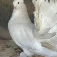 چتری کاکول پا پر امریکایی