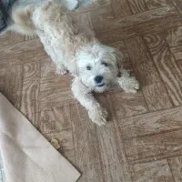 سگ شیتزو تریر  نر ماده