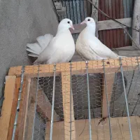 کبوتر