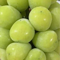 نهال انگور|خدمات باغبانی و درختکاری|نیشابور, مازول|دیوار