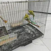 مرغ عشق بالغ واماده