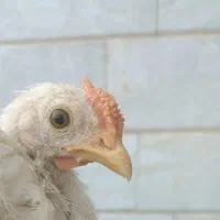 جوجه چهل تاج و اردک روسی