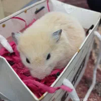 همستر سوری فقط همه باهم|موش و خرگوش|قم, پشت انبار نفت|دیوار